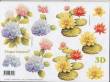 3D Etappen-Bogen-416933-Blumen-Seerosen