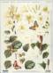 3D Stanzbogen - Reddy Cards - 82105 - Lilien/Haselnuss/Stechapfel
