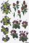 3D Stanzbogen- Line 0748 -Metallgravur-Blumen-Tulpen -Stiefmtterchen